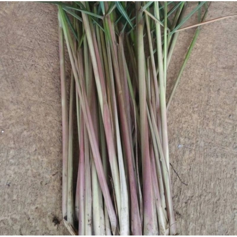 

Sereh Merah Wulung Segar Per 1 Ikat Original