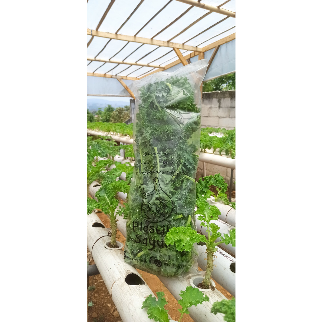 

Sayur Kale Benih Import Hydroponic