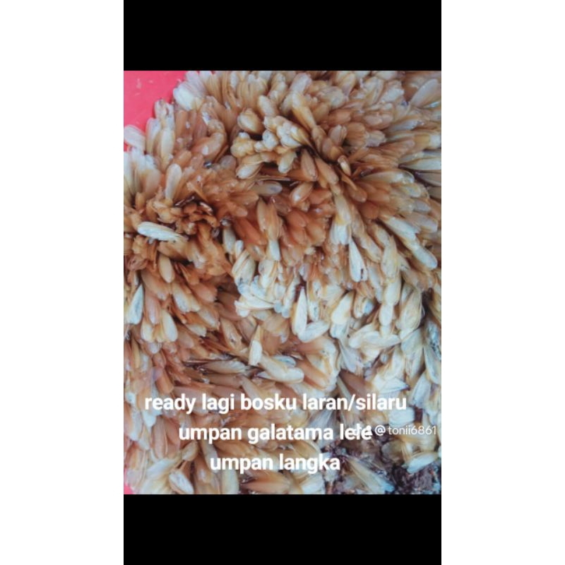 umpan Galatama lele laron/silaru umpan gacor