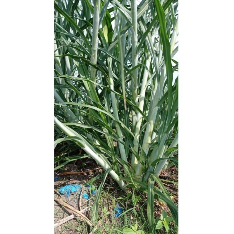 Bibit Rumput Zanzibar 1kg