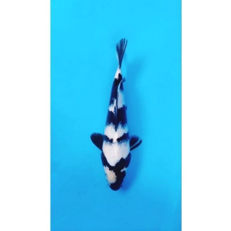 KOI SHIRO BLITAR CANTIK SZ 8-11CM