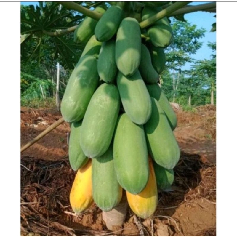 5 BIJI BIBIT PEPAYA CALIFORNIA MKF F1