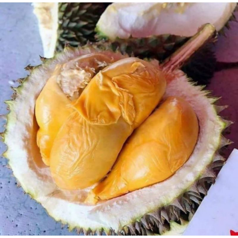 Bibit Durian Duri Hitam / Ochee / Black Thorn, Kaki 3, Batang Besar