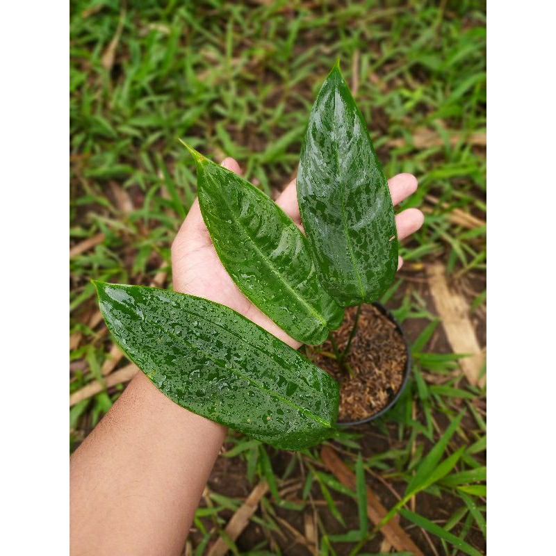 Philodendron Sharoniae