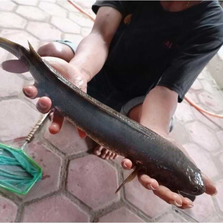 

ikan gabus hidup 1kg bisa di bersihkan