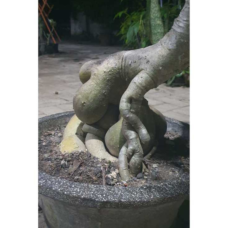 Koleksi bonsai adenium lokal bonggol besar dan unik, real pic