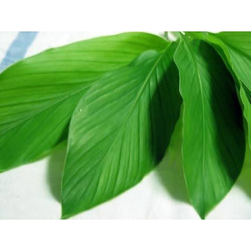 

Daun kunyit segar / pelengkap bumbu masakan
