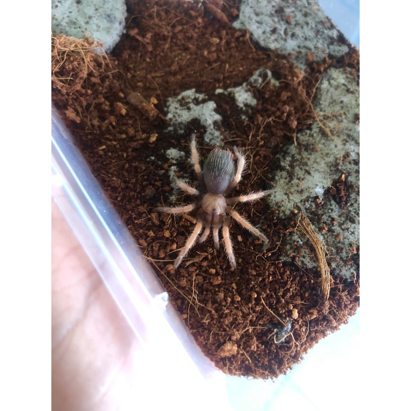 tarantula brachypelma boehmei