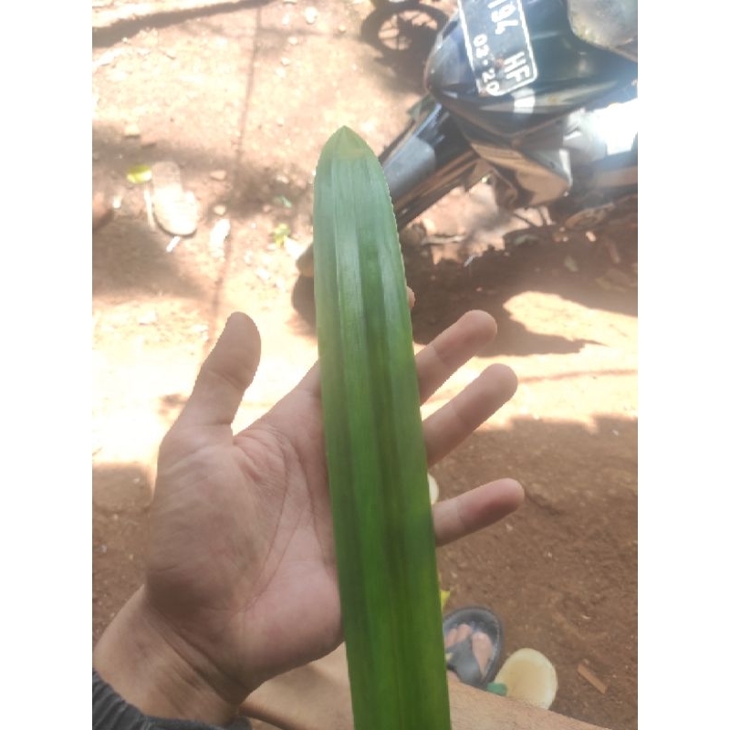 

daun pandan