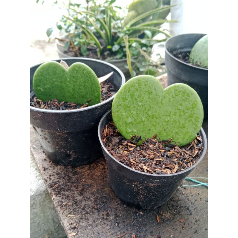 hoya kerrii hoya love  sekulen kaktus