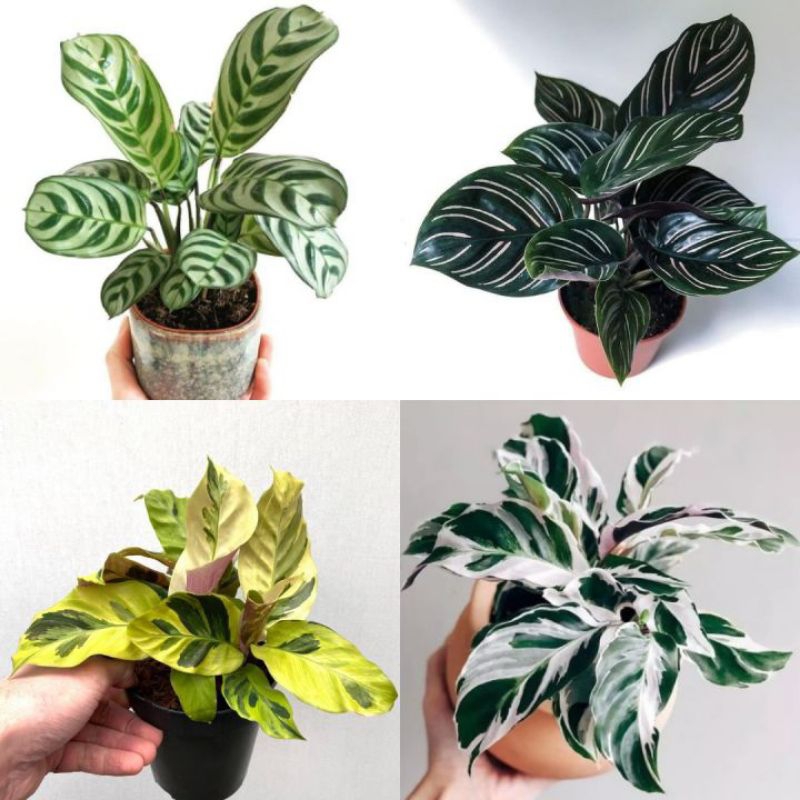 Tanaman Calathea Rimbunan / kalatea Rimbun Tisu, ornata, sepat