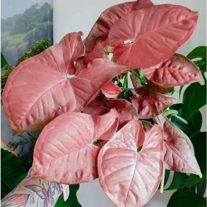 Syngonium Pink Neon Robusta