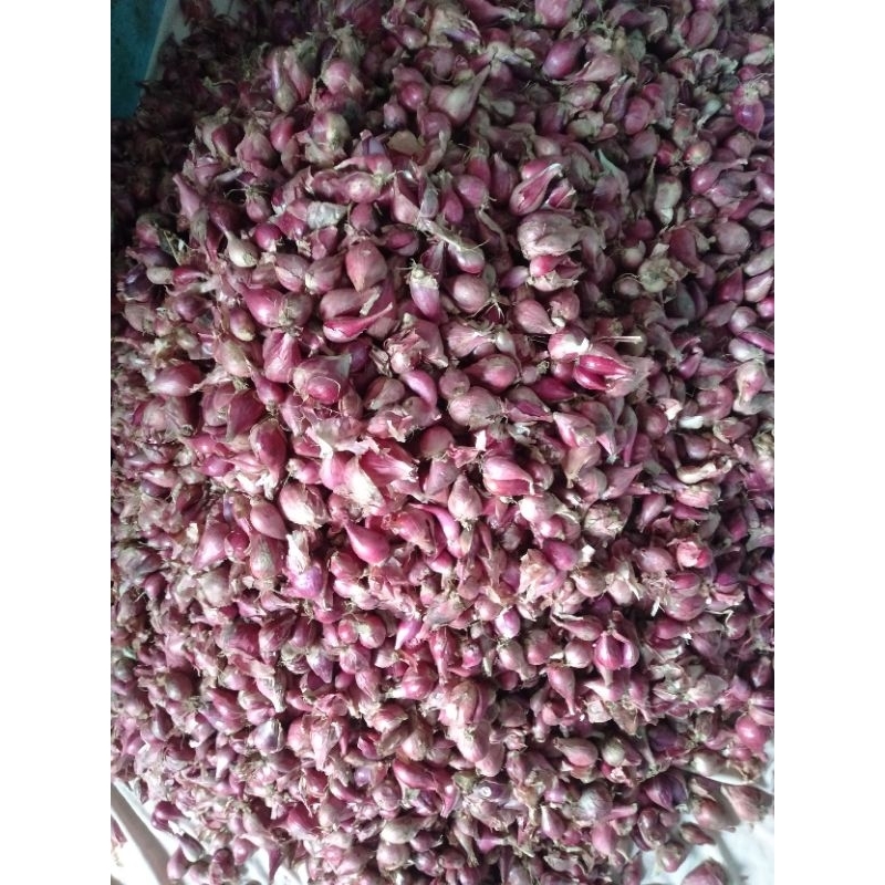 

bawang merah Brebes 1kg ukuran kecil hasil sortir