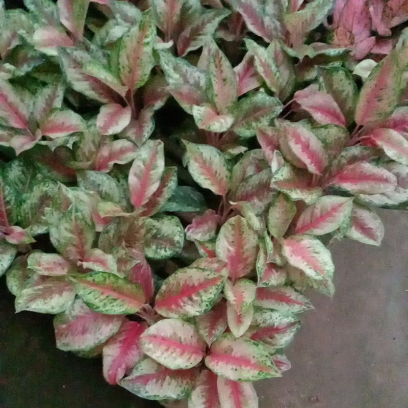 aglonema sweet dream