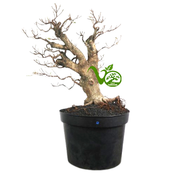 Bonsai Kimeng (ficus microcarpa) no1
