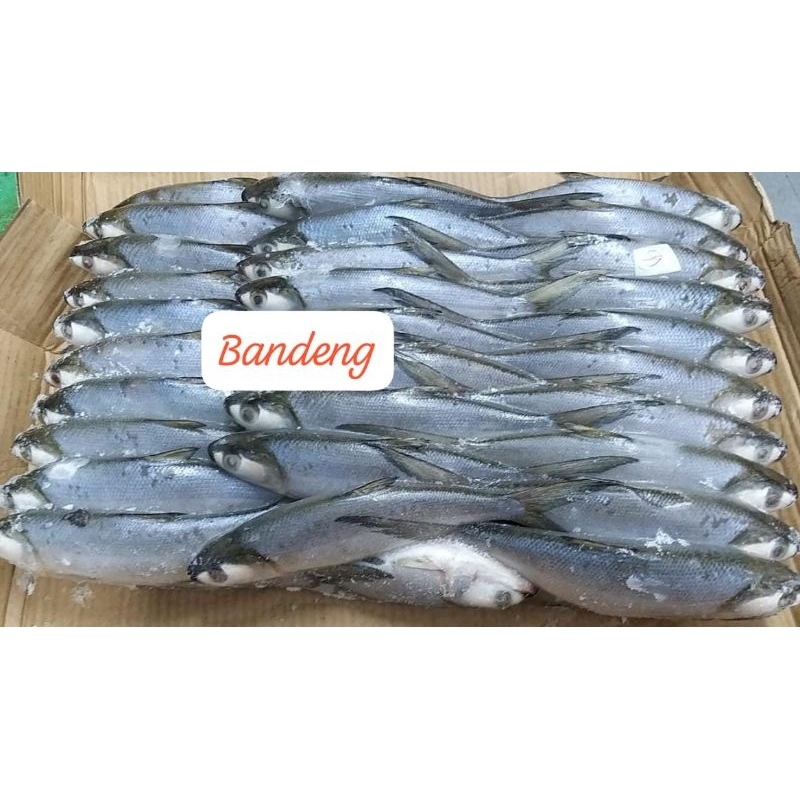 

ikanbandeng