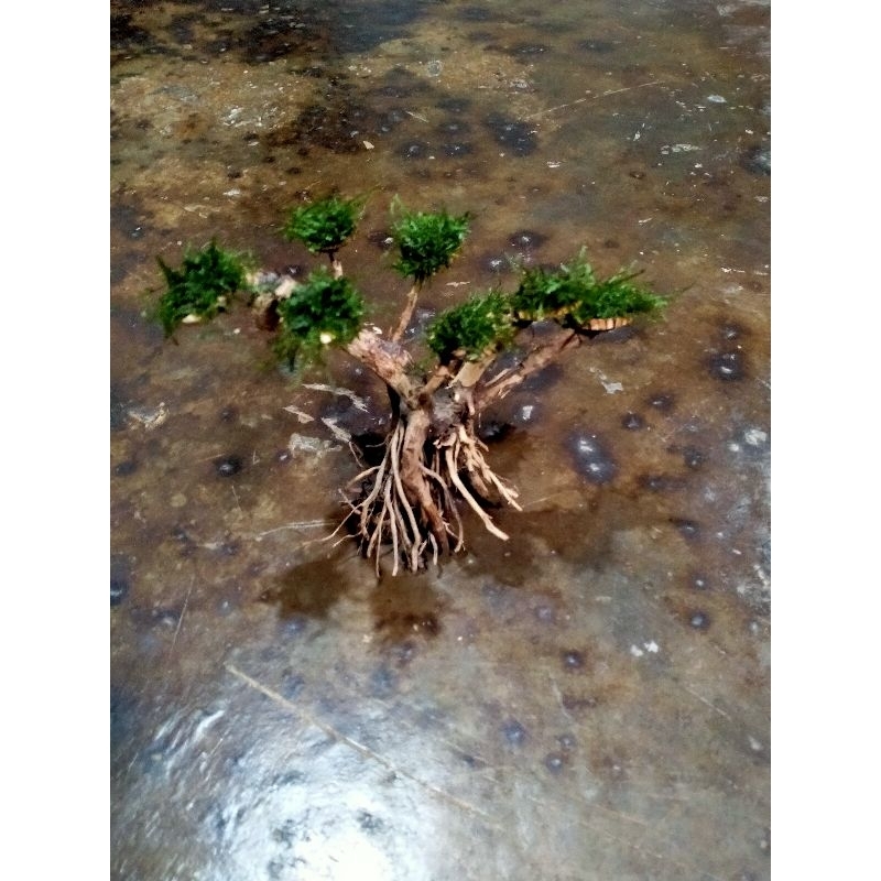 Bonsai tanaman aquascape