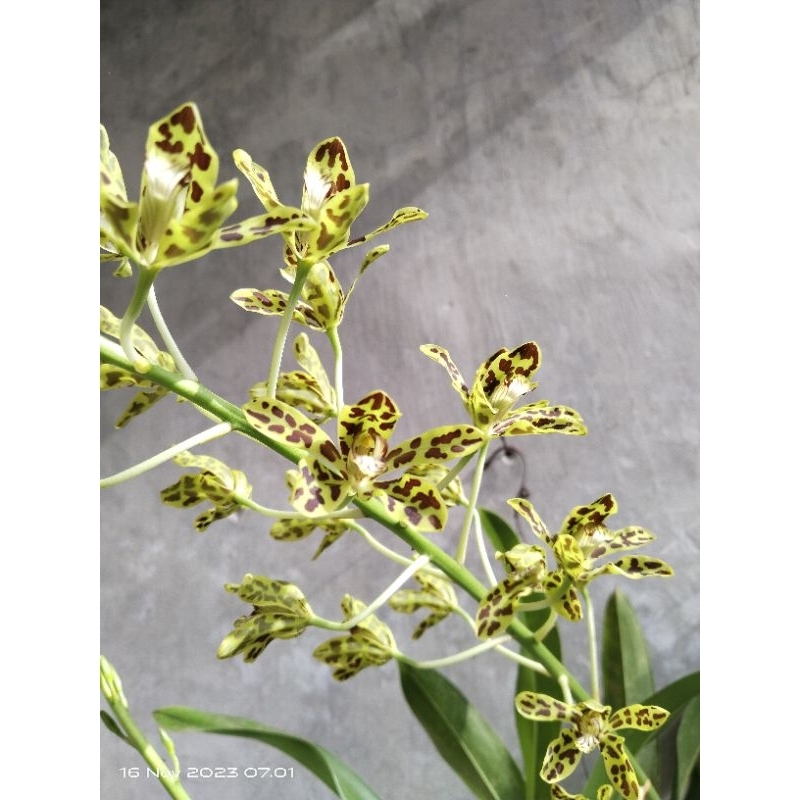 gramma measuresianum