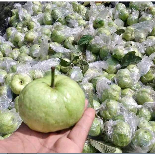 

Buah Jambu Kristal / Jambu krystal Segar