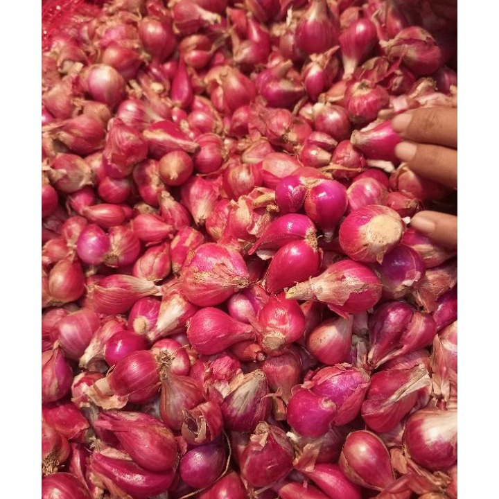 

Terbaru Bawang merah Brebes 500 gr ➢☋★✭