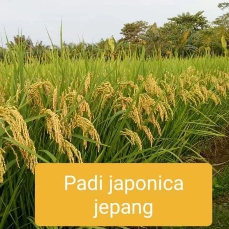 Benih padi Japonica padi Jepang asli 1 kg