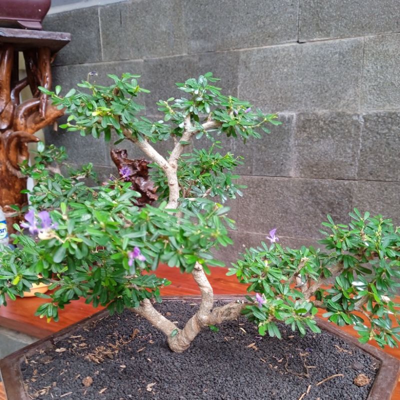 tanaman bonsai Saeng  simbur THAILAND+pot
