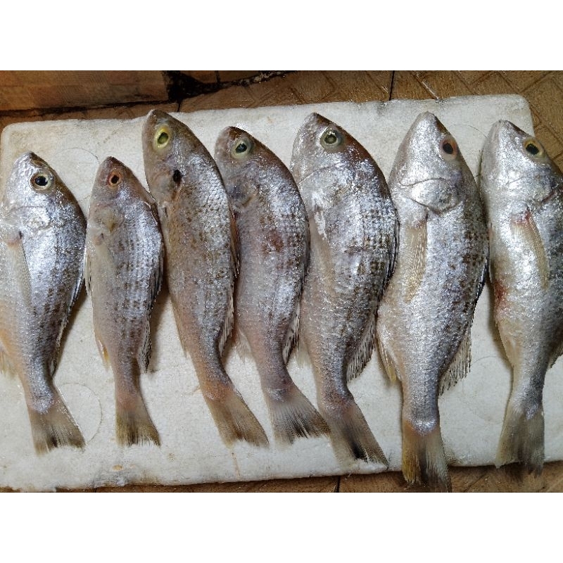

ikan gerot segar dan bergizi