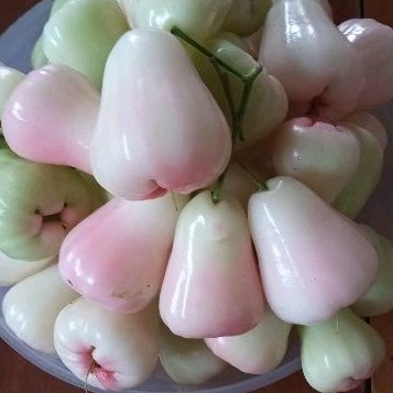 

Jambu Air Madu Deli fresh dari pohon