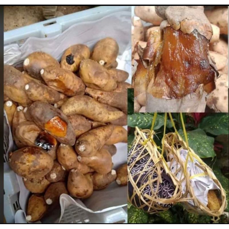 

ubi bakar cilembu | ubi cilembu 1 kg | ubi cilembu bakar | ubi cilembu bandung |