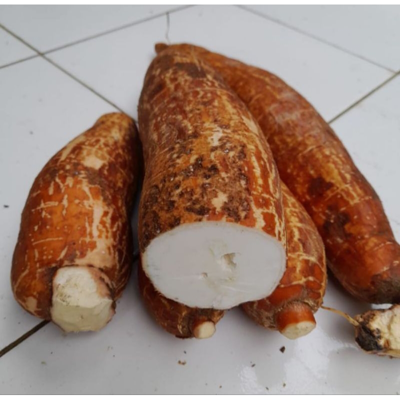 

Singkong sapikuru singkong racun 1kg