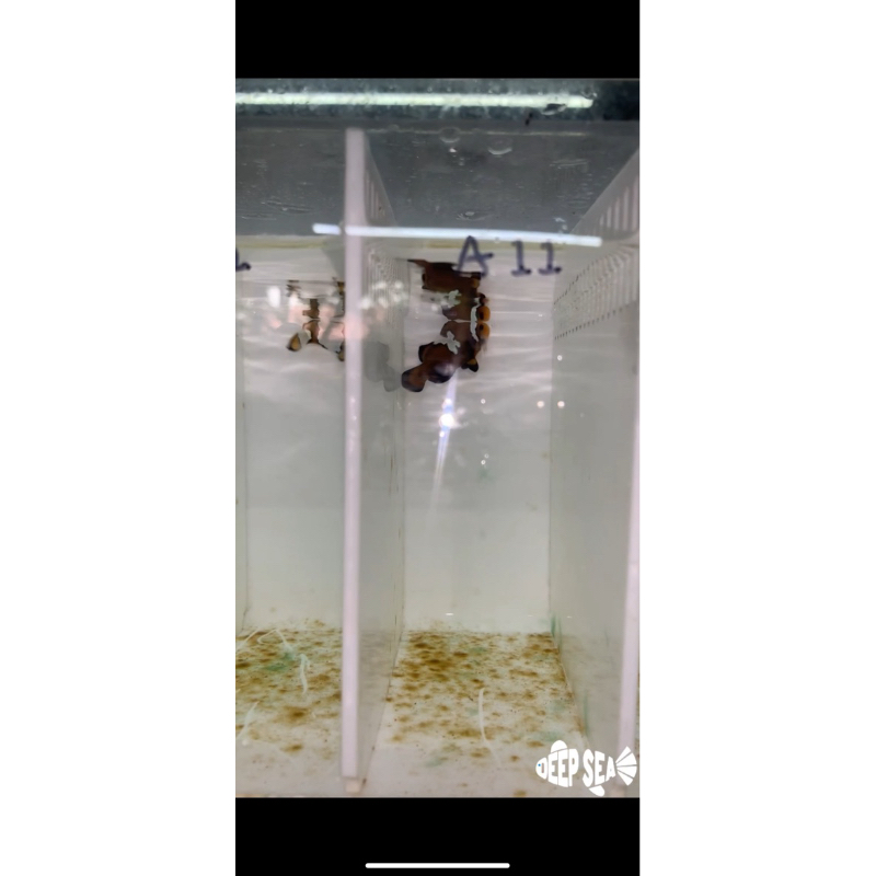 Ikan Hias Air Laut Nemo / Clownfish Midnight Lightning