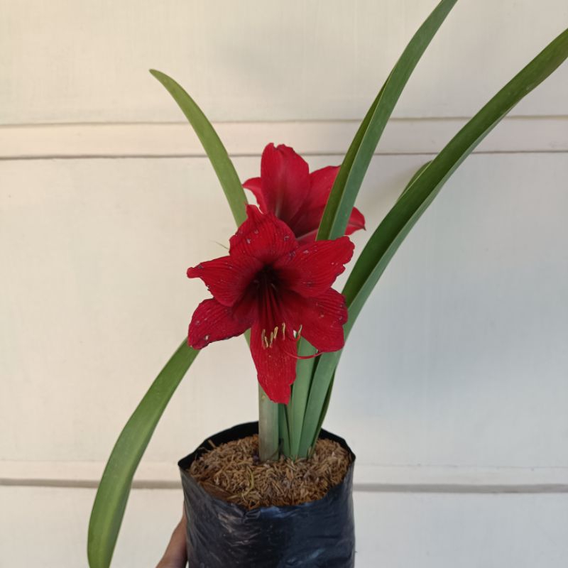 Tanaman Hias Amarilis Merah - AmTanaman Hias Amarilis Merah - Amarilis merah berbunga dan kuncup - A