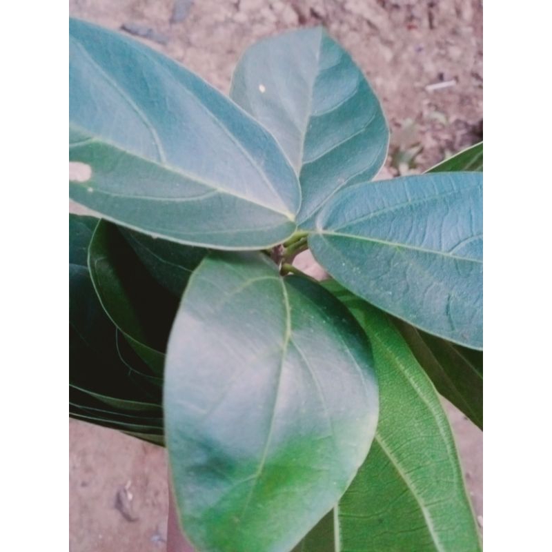 

Daun Cincau Perdu Cincau Tangkai 25 lembar