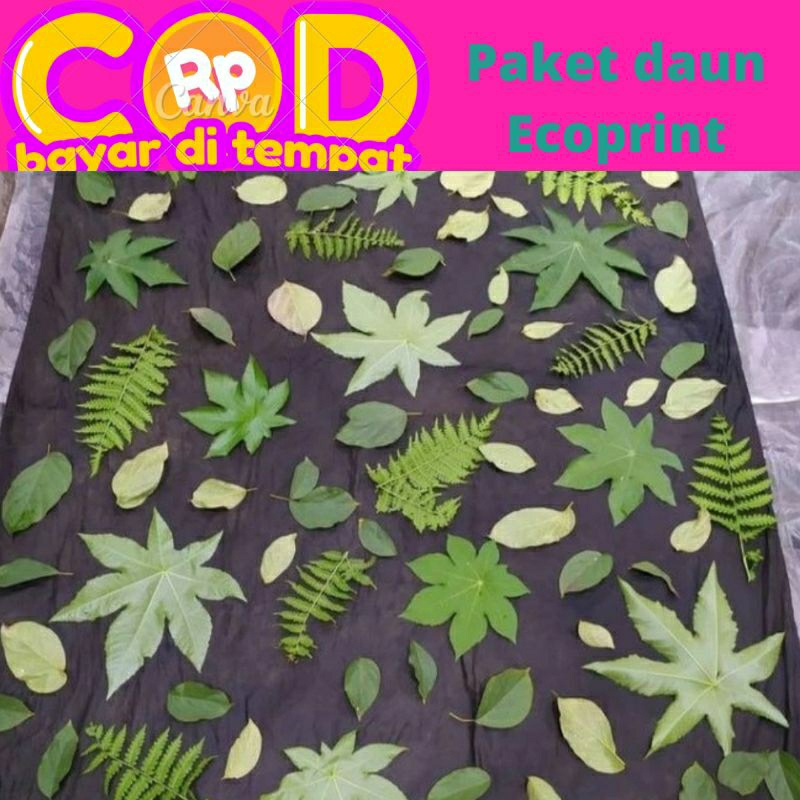 

paket daun Ecoprint isi 100 lembar