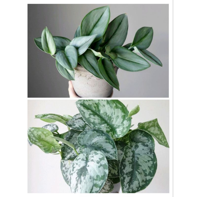 tanaman hias scindapsus silver exotis/ sirih gading silver dan scindapsus silver monlight / scindaps