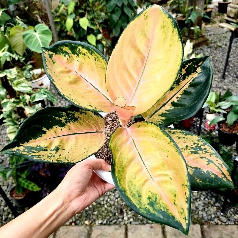 Sultan Brunai Aglonema Sultan Brunai Merah Mutasi Tanaman Hias Aglonema Aglaonema Sultan Brunai Mera