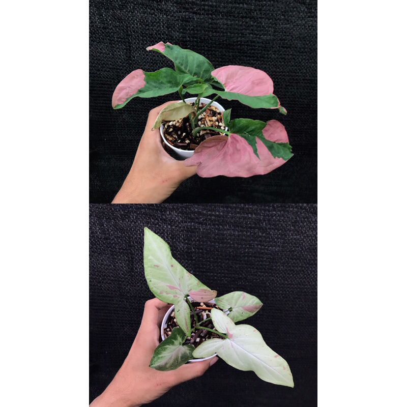 Paket Syngonium 2 syngonium pink beauty dan syngonium salmon