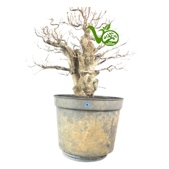 Bonsai Kimeng (ficus microcarpa) no6