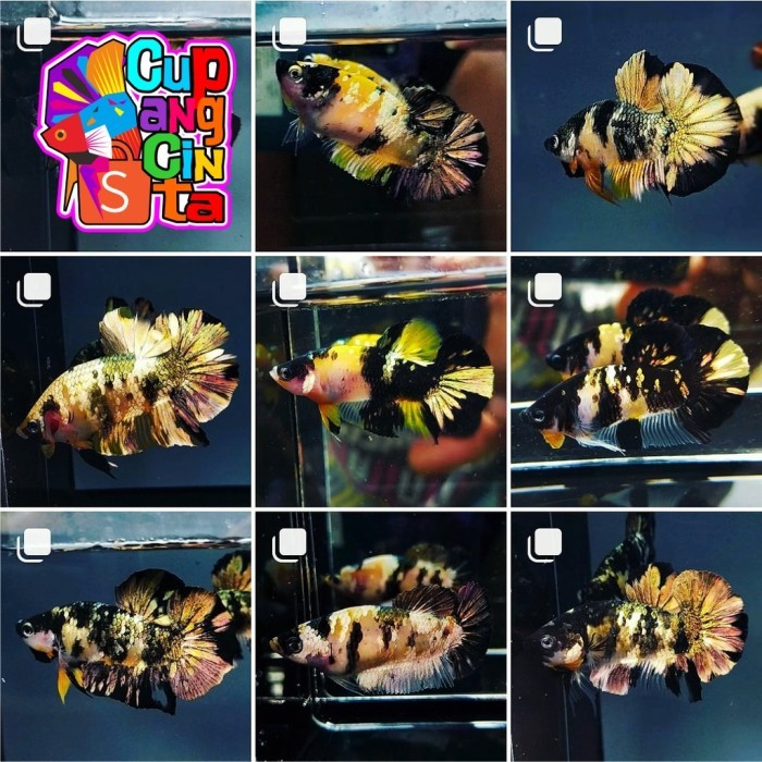 cupang yellow koi copper premium grade