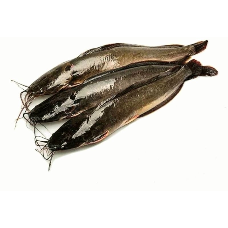 

Lele Konsumsi Hidup Segar 1 kg