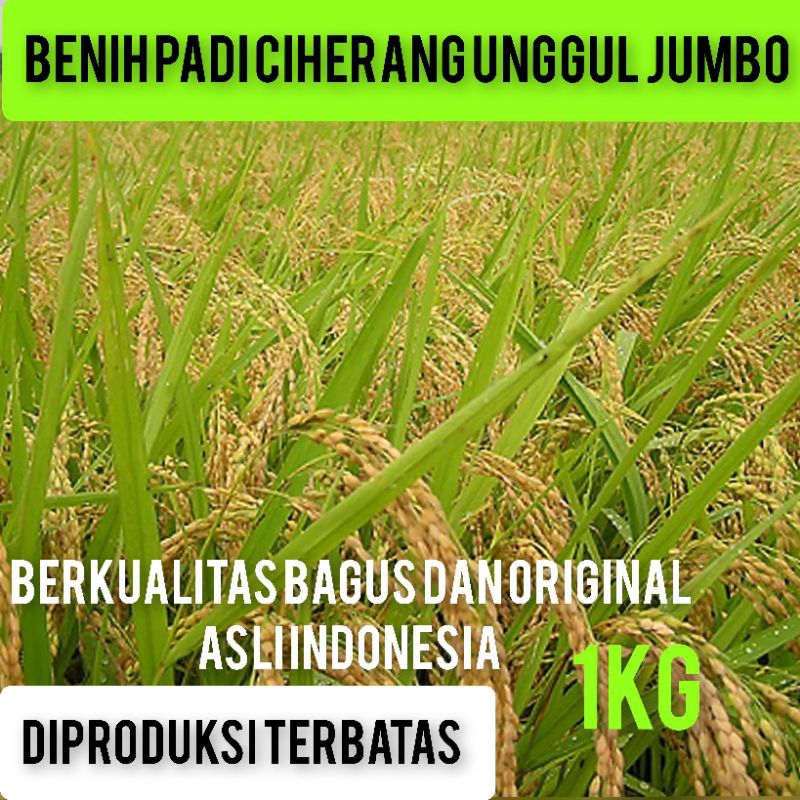 New BIBIT BENIH PADI CIHERANG UNGGUL BERKUALITAS KEMASAN 1KG