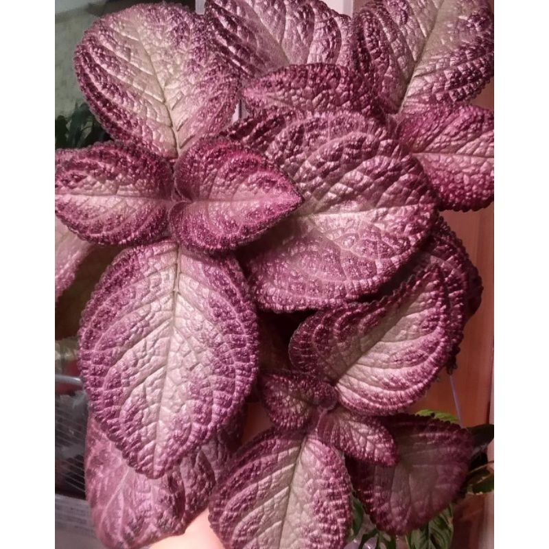 Episcia merah strawberry patch