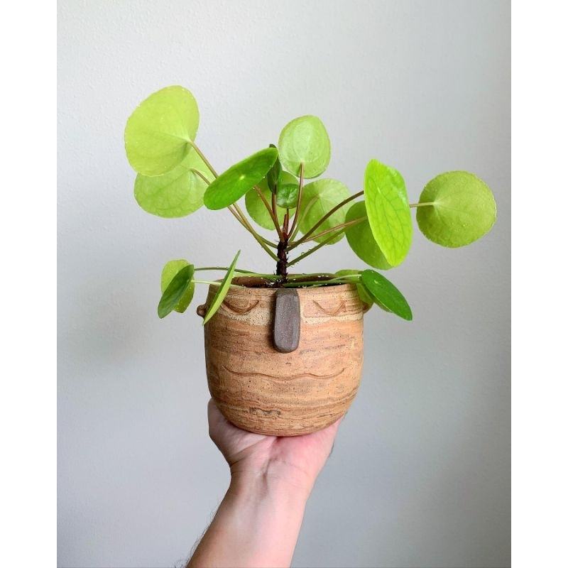 Pilea Peperomioides / Pilea peperomia / peperomia coin