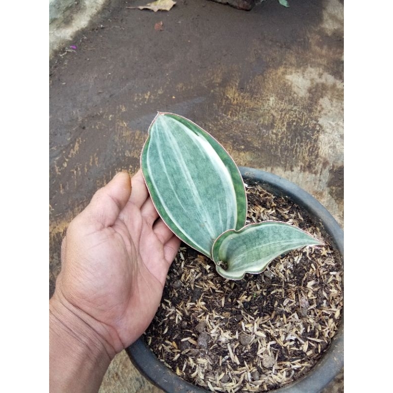 sensivera mason varigata putih.