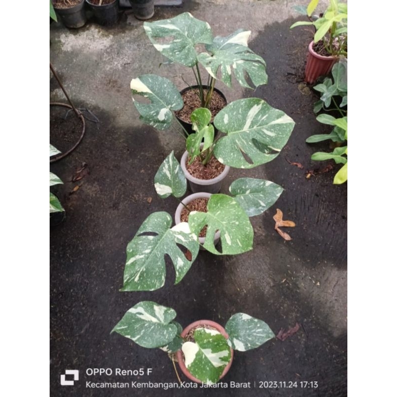 monstera constallation thai