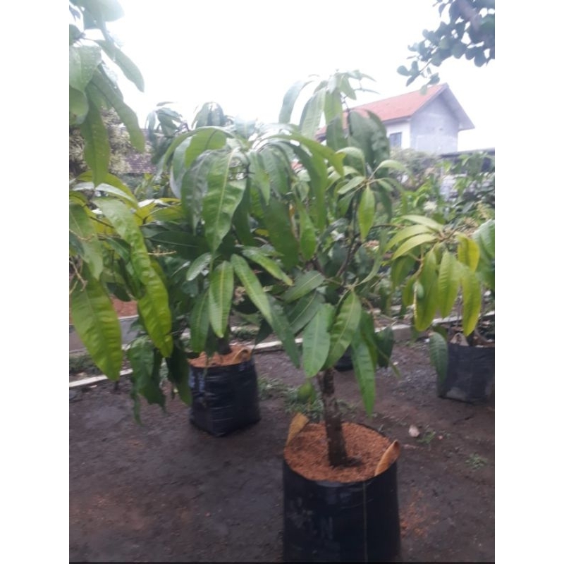 mangga mahatir berbuah