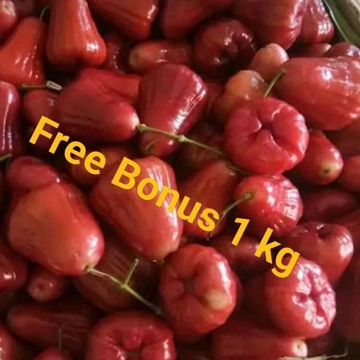 

buah Jambu Cincalo Merah uk ½ kg + Gratis Bonus