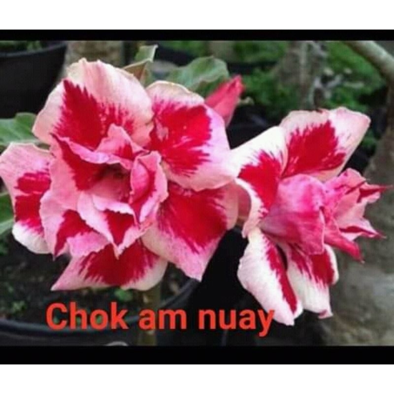 paket 4  pohon adenium grafting bunga tumpuk