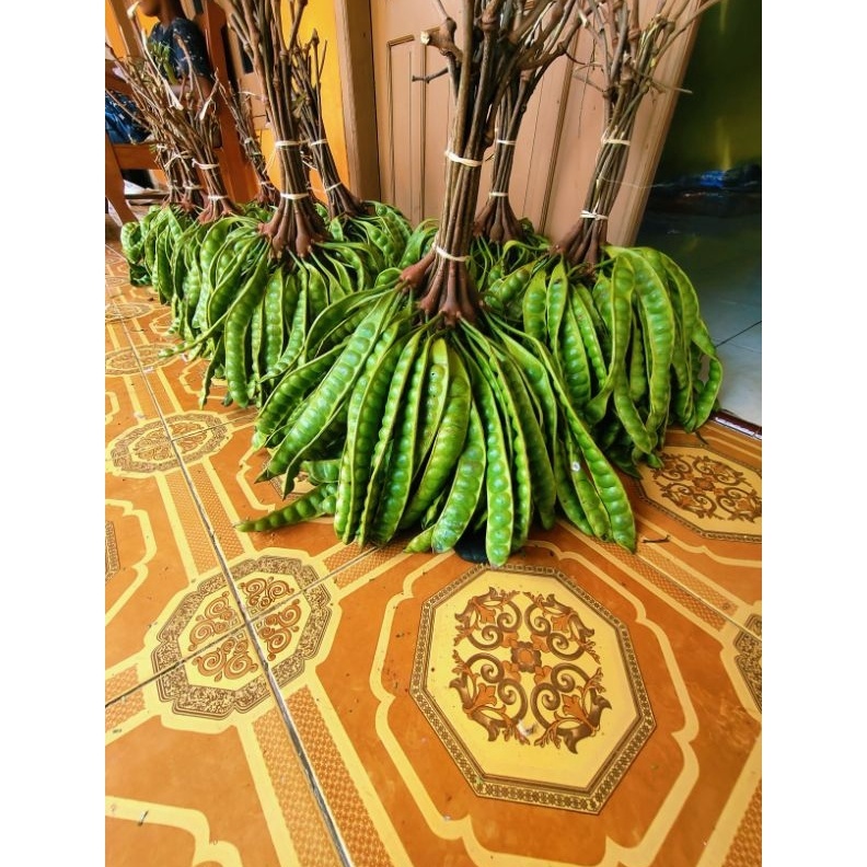 

Star pete pendek isi 20 papan serbuuu !