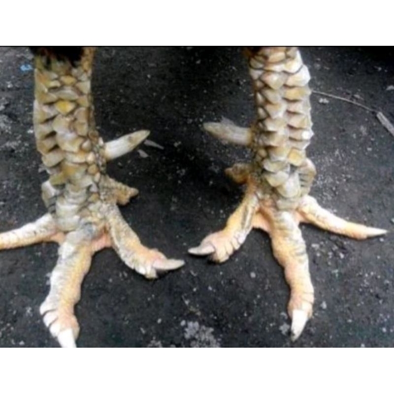 

telur ayam sisik buaya